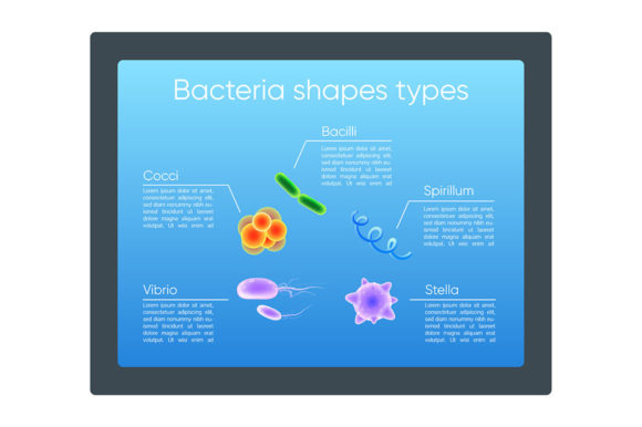 Bacteria Shapes Types Realistic Color Design Assets