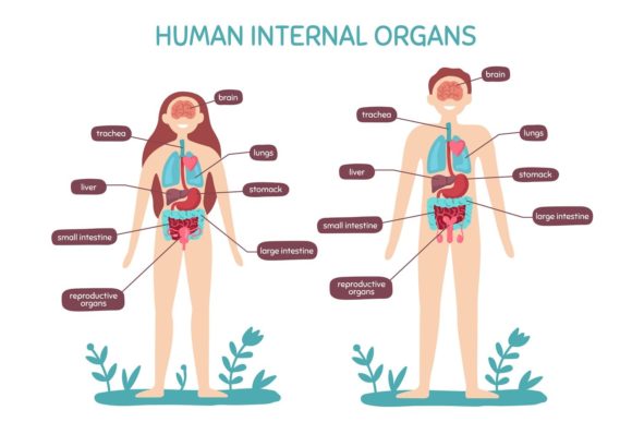 Cartoon Human Body Organs Anatomy for Creative Projects